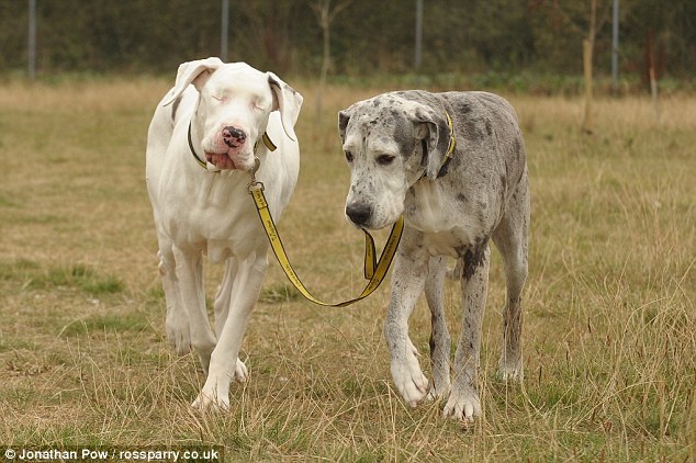         Lily is a Great Dane that has been blind since a bizarre medical condition