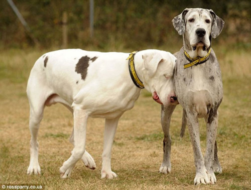 sareeebearrr:  sagekaitlia777:  danandphilmemes:    carrots-and-turtles:  ohmygodard:   Lily is a Great Dane that has been blind since a bizarre medical condition required that she have both eyes removed. For the last 5 years, Maddison, another Great