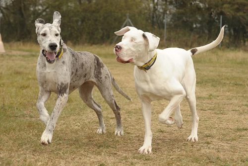 dreamerforhappiness:   0mysticalbeast0:   danandphilmemes:       carrots-and-turtles:   ohmygodard:     Lily is a Great Dane that has been blind since a bizarre medical condition required that she have both eyes removed. For the last 5 years, Maddison,