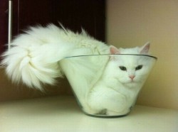 cephiedvariable:meme-meme:   Cats are liquids.