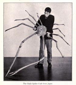 cuadernostibetanos:  por supuesto, en Japón biomedicalephemera:  The Giant Spider Crab of Japan [Macrocheira kaempferi] This is a big ol’ crab. Bigger than any other arthropod. Some can be 3.8m (12 ft) from claw to claw. They’re really, really big.
