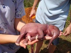 beach-flow:  scienc3andfaith:  Worlds Smallest Elephant. He is currently fighting for his life. I’m not going to say that if you don’t reblog this, you don’t have a heart. All I’m asking for is prayers.  OMFG. :’( crying :””( Aw :( don’t