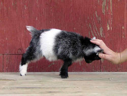 godtricksterloki:  elleblr:  wratshit:  always reblog baby goats of demonic charm  This is not a blog filled with animals… but now you have discovered my weakness. I fucking love goats.  *makes a squeal so high the human ear cannot hear it but to dogs