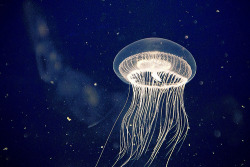 liquefied:  jellyfish (by willteeyang) 