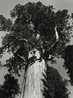 General Sherman tree - Sequoia National Park California photo by Ansel Adams, 1938