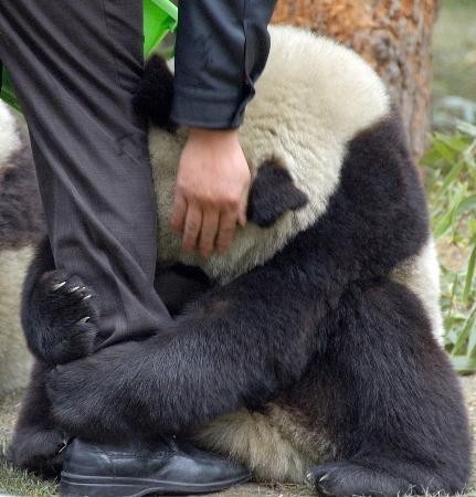 Porn wowfunniestposts:  A scared panda clings photos