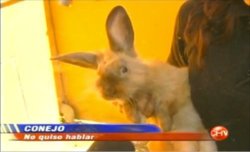 lnto-the-blue:  &ldquo;Rabbit”Didn’t said anything (to the press).Chilean tv is the best :)