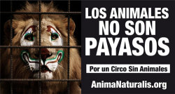 migmauc:  Por un circo sin animales! For a circus without animals! 