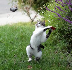 thedailywhat:  Purrfectly Timed Photograph of the Day: Angelo DeSantis happened to hit his Canon 5D Mark II’s shutter-release button just in time to capture his cat Dexter playing Toss-a-Mouse.  [petapixel.] 