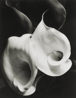 Two Callas photo by Imogen Cunningham, 1929