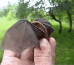twapa: homolampkin:  jeeperscreeepers:  baturday:  Right this way, sir, your room is ready.  The second GIF, “RAAAHHH UNHAND ME, I AM THE NIGHT!”  I know I’ve rebageled this before but like I liTERALLY CAN’T HANDLE HOW FUCKING ADORABLE THIS IS