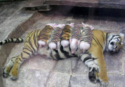 baracknobama:   A tiger mother lost her cubs from premature labour. Shortly after she became depressed and her health declined, and she was diagnosed with depression. So they wrapped up piglets in tiger cloth, and gave them to the tiger. The tiger now