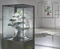 ianbrooks:  Frozen and Suspended Bonzai by Makoto Azuma Azuma knows a little bit about plant care, operating his own flower shop in Tokyo. It seemed natural for him to work in the unnatural realm of bonzai trees, creating pieces that reflect the human