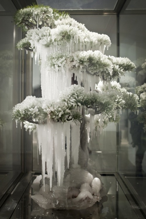 Porn ianbrooks:  Frozen and Suspended Bonzai by Makoto photos