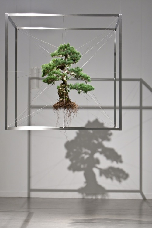 ianbrooks:  Frozen and Suspended Bonzai by Makoto Azuma Azuma knows a little bit about plant care, operating his own flower shop in Tokyo. It seemed natural for him to work in the unnatural realm of bonzai trees, creating pieces that reflect the human
