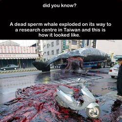 Later, the town turned up pregnant. (Get it?  Sperm whale?  Exploded?  Bwahahah!)  did-you-kno:    A 56-foot, 60-ton sperm whale died on a beach in Taiwan in January,  2004. Researchers wanted the carcass to perform an autopsy and for  research, on