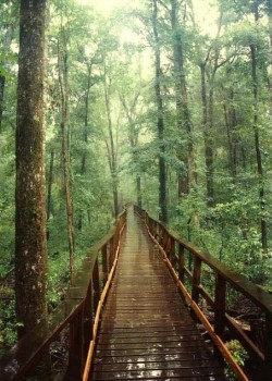 baldpicard:  I wouldnâ€™t mind going for a walk along here right now.  Congaree Swamp National Park, South Carolina 