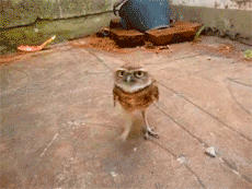 Fuckyeahlaughters:  Heyfunniest:  The Grumpiest Owl.    Get The Best Medicine Here