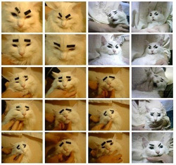 toptumbles:  Cats with expressions 