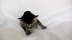 syn-shadz:  cat: haha i is wear ma new hat. big cat: dont think so bitch *slap* cat: wahwahwah  poor baby kitty, lol.