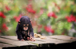 animals-animals-animals:  Baby Chimp (by jinterwas) 