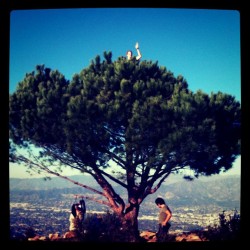 Mitch, Tree of Life (Taken with instagram)