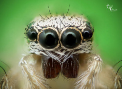 pedazodepizza:  Zebra Jumping Spider by Craig.Taylor on Flickr. 
