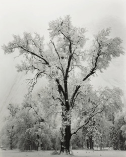 Oak Tree, Snowstorm, Yosemite National Park photo by Ansel Adams, 1948
