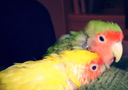 My two lovebirds cuddled up after their bath