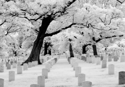  If You Look At It This Way; Cherry Blossoms Are Planted In Graveyards Because They