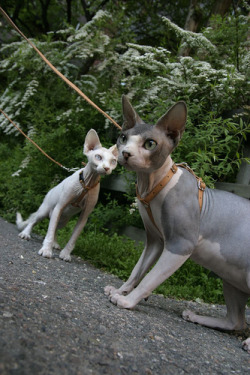 fuckyeahhairlesscats:  (via Beauty in Everything - Photography)  SO MANY PRETTY KITTIES.