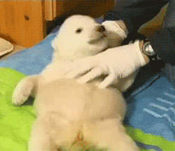 jonnwithtwons:  dizzlizz:  howswally:  Here’s a baby polar bear getting tickled.   I FREAKING LOVE POLAR BEARS.