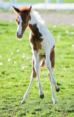 sapphireinthesun:  hello awkward foal :)  I WANT TO BE THIS AWKWARD AND HAPPY.