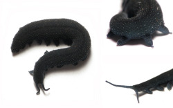 goatygoatyeah:  skinks:  rhamphotheca:   This is the Velvet Worm, Euperipatoides leuckartii. The Velvet Worm is a very ancient lineage and a sister group to the arthropods (including insects, crustaceans, arachnids). They are not true worms and are very,