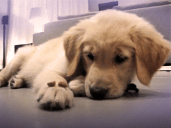 misandryisalie:  taketheleadneverfollow:  THIS IS A PUPPY IT’S NOT EVEN A FULL-GROWN DOG AND IT UNDERSTANDS “NO” IT IS NOT EVEN A YEAR OLD AND YOU’RE TELLING ME TEENAGE BOYS AND MEN CAN’T UNDERSTAND THE CONCEPT OF “NO.” THAT IS BULLSHIT.