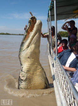 life:  Yikes! Brutus, an 18-foot-long saltwater crocodile, rises like a nightmare of mythic proportions from Australia’s Adelaide River, lunging for the buffalo meat offered up by cruise operators. (Note that Brutus is missing a front leg — lost years