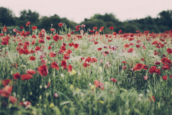 distincts:  Poppies (by Marc Wilson) 