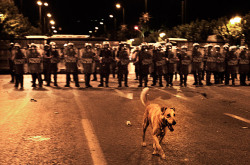 fotojournalismus:  Meet Loukanikos, Athens’ Protest Dog  (via TIME) Photos :  #1 : In June 2011, in front of a line of riot police.(Giorgos Moutafis/Anzenberger) #2 : A can of tear gas lands near Loukanikos and protesters, February 2011.(Giorgos