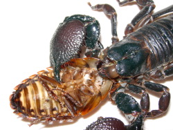 Scorpion eating a cockroach.