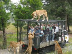 weedandothertrees:  collapsed:  this should be the way to observe animals, not with them locked up in cages.  yes, thisplz 