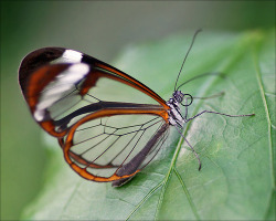 pearl-nautilus:  Glasswing Butterfly