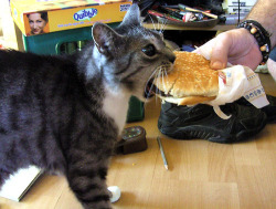 Teratocybernetics:  Mellopwn:  The Fucking Cat Finally Got The Cheeseburger. We Can