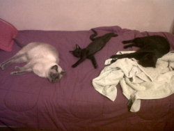 Thetemperamentalgoat:  I Can’t Lay On My Bed.  Caturday! One Of My Favourite Blogger&Amp;Rsquo;S