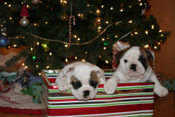 Omg This Is Seriously All I Want For Christmas! I Just Really Want A Bulldog So Bad!!