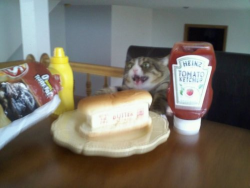 ludicrouscupcake:  broimhereforthemusic:  this cat looks stoked as hell  thats just thats just butter in a hotdog bun 