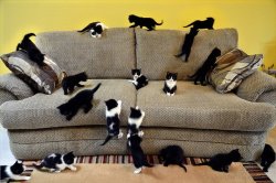Attack of teh kittehs~!