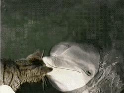 thefingerfuckingfemalefury: brookietf:  ilikebluehorses:  thefingerfuckingfemalefury:  logarhythmic:  Oh the cute meter exploded  DOES NOT MATTER THAT YOU ARE NOT CAT I LOVE YOU AQUATIC BEAST LET US BE TOGETHER I WILL GET MY HUMAN TO BRING ME OUT ON THEIR