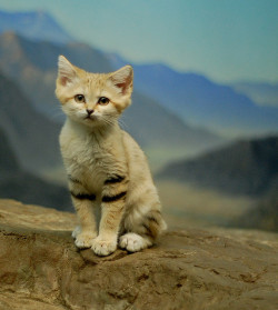 emilialua1:  Posing Sand Kitten by MrGuilt on Flickr.  Sand cats are such cuuuties omg.