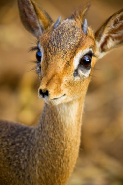 cfsparta92:  I’d rather these guys be cutting me off on my drive home than fucking white-tailed deer all over the fucking place.  COME TO ME DIK DIKS.