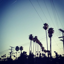 Sunset Blvd Palms
